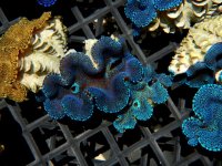 Blue Squama Clams.jpg