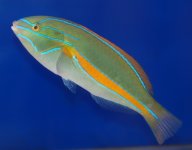 ORANGE RIBBON WRASSE.jpg
