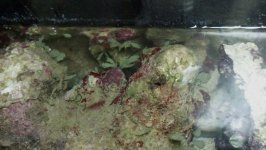 fuge algae.jpg