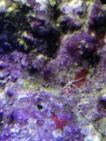 ImageUploadedByReefs1363575657.182289.jpg