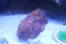 ImageUploadedByReefs1343671805.440122.jpg