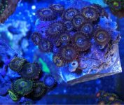 ImageUploadedByReefs1347392653.317752.jpg
