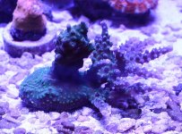 SPS green with purple tip 3.jpg