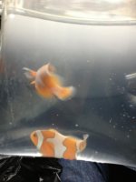 ImageUploadedByReefs1355703963.571037.jpg