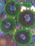 ImageUploadedByReefs1359592334.982496.jpg