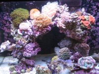 34 gallon red sea.jpg