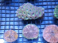 acan fungia.jpg