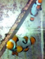 Extrem Picasso Spawning Pair IMG_3194.jpg
