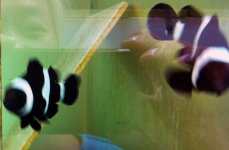 Black n White Spawning Pairs IMG_3186.jpg