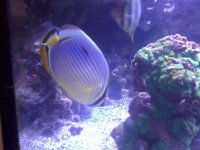 ImageUploadedByReefs1355958395.592866.jpg