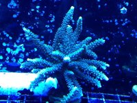 ImageUploadedByReefs1347906837.950732.jpg