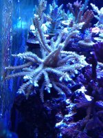 ImageUploadedByReefs1356202671.353928.jpg