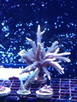 ImageUploadedByReefs1356202696.655049.jpg