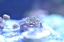 DSC_0528.jpg