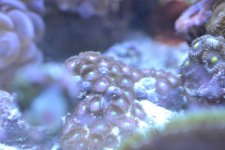DSC_0527.jpg