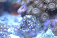 DSC_0525.jpg