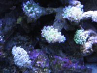 Reef 026.jpg