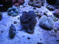 Reef 029.jpg