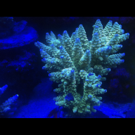 Crackcocorals