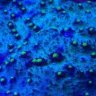 Coralfarmer