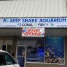 Reef Shark Aquarium