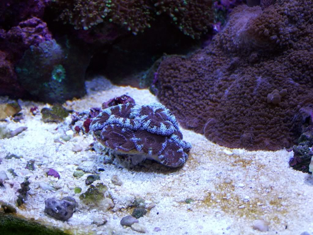 coral021.jpg