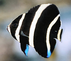 GrayAngelfish%28juv%29WMA_Ap15BA_med.jpg