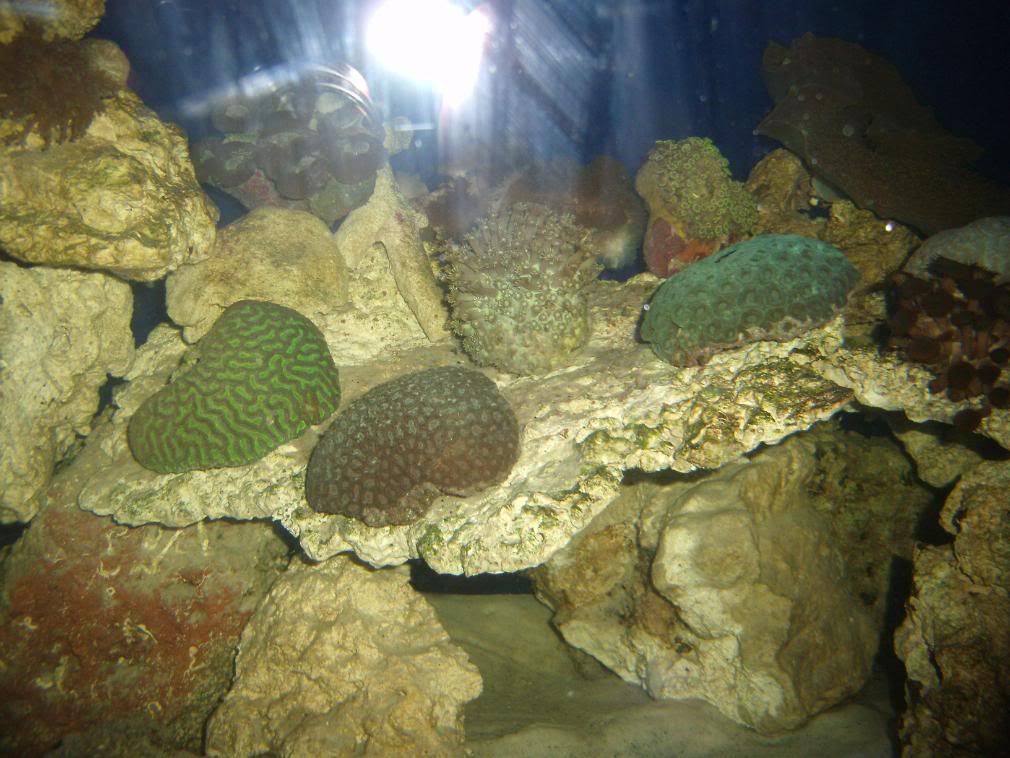 jayfish029.jpg