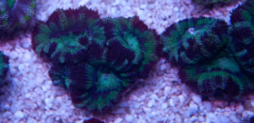 acan-3.jpg