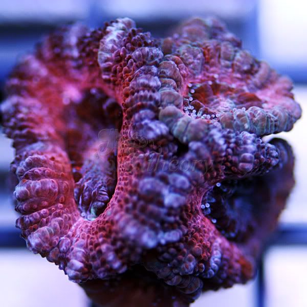 acan4_35.jpg