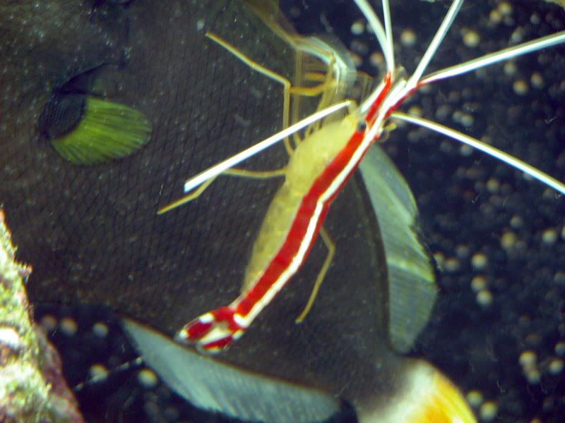CleanerShrimp111007LR9024.jpg