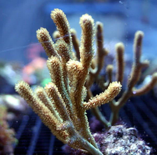 gorgonian-1.jpg