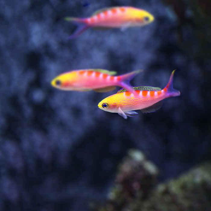 anthias.jpg