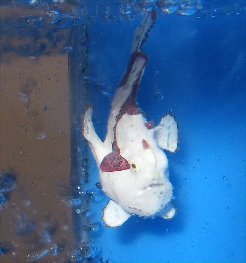 WhitewithRedAngler.jpg