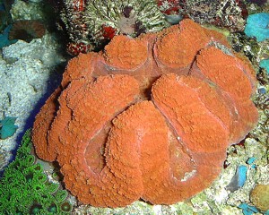 lobophyllia_small.jpg