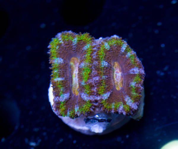 Acan40_zpsae185f57.jpg