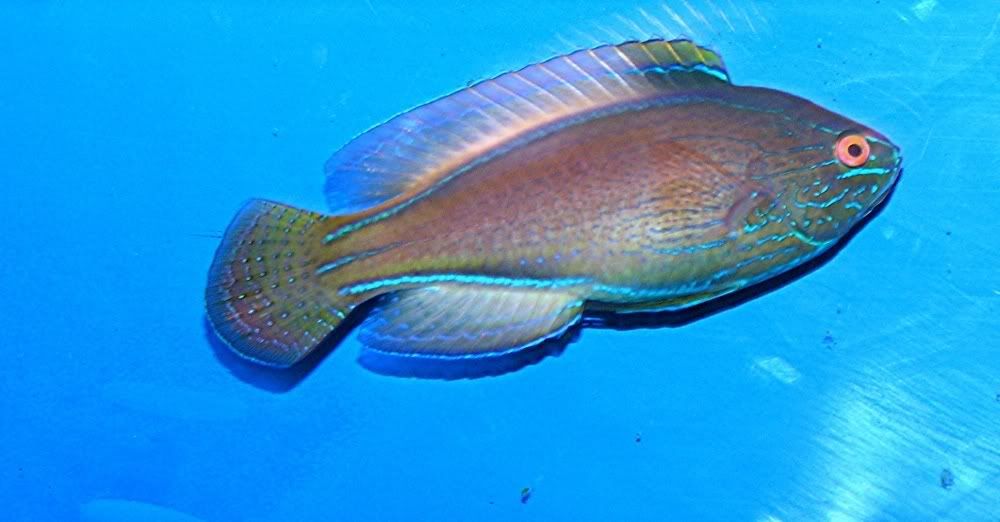 lineatus13.jpg