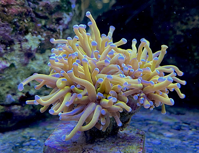 reefbuilders.com
