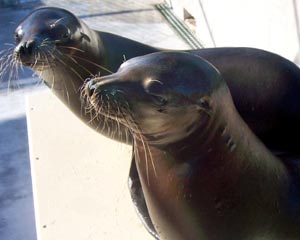 aqu_sealions.jpg