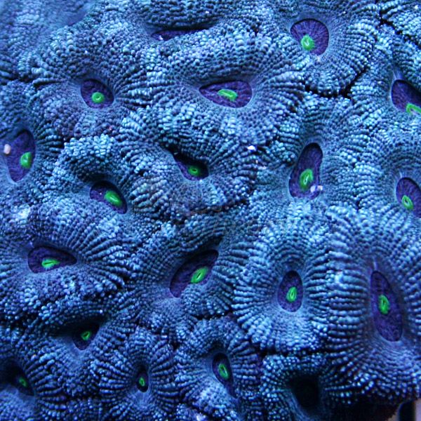 acan5-2.jpg