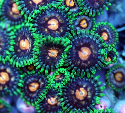 zoa2-3.jpg