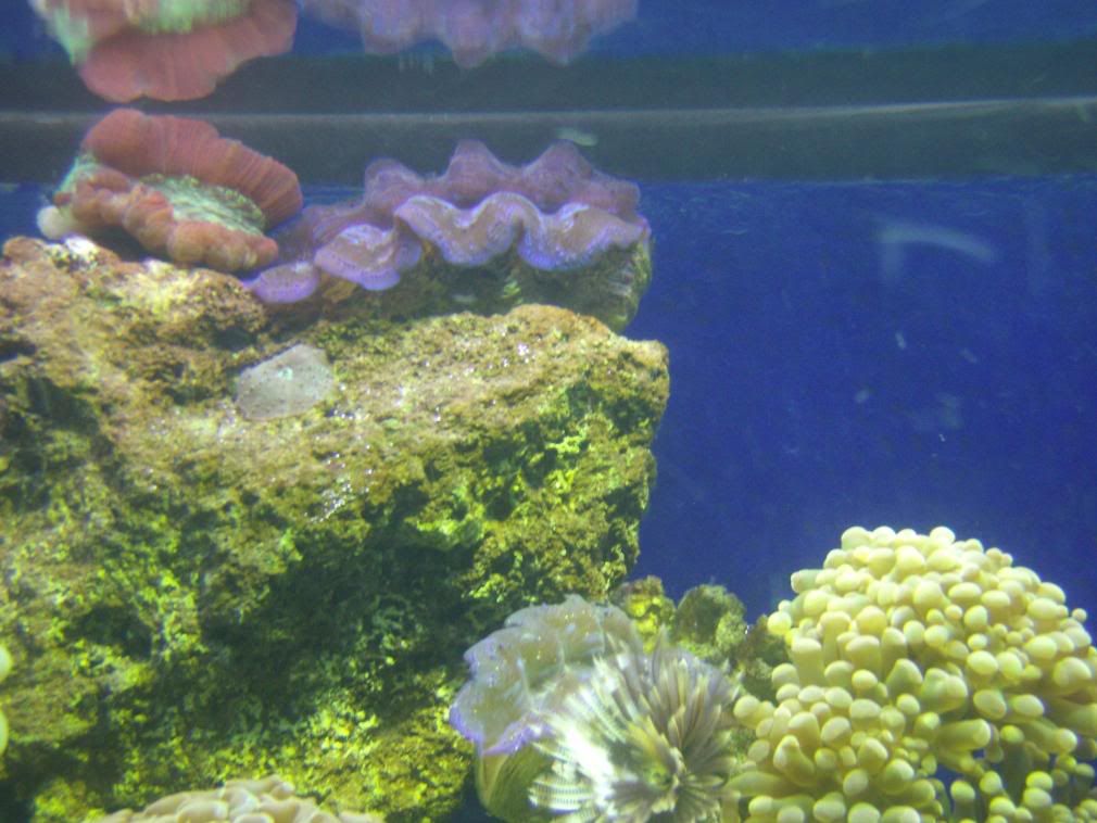 jayfish003.jpg