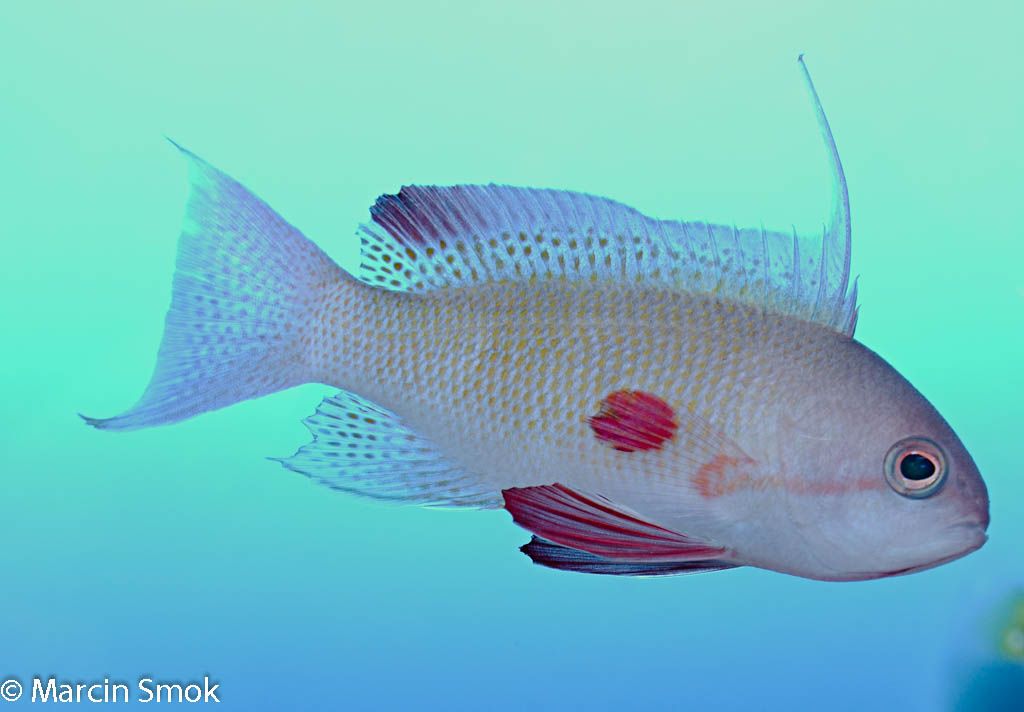 anthias.jpg