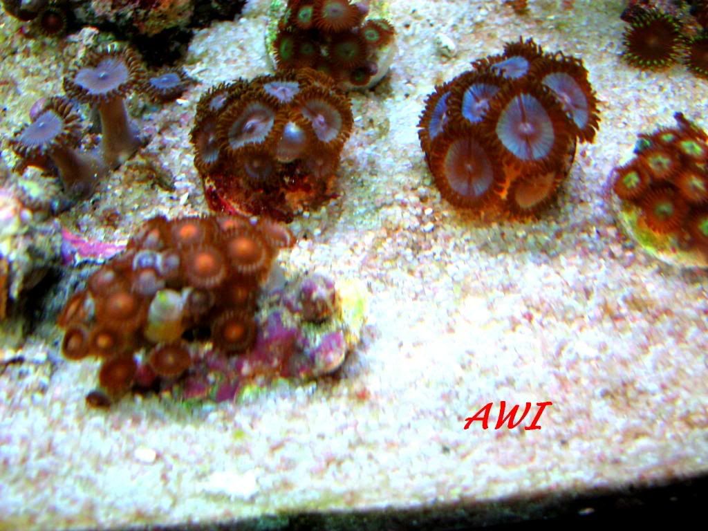 ZOAS077.jpg