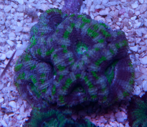 acan-2.jpg