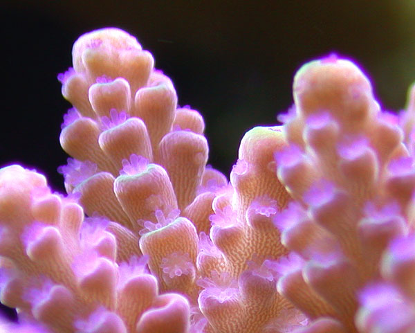 073002_polyps_close.jpg