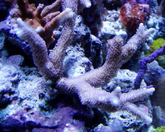 corals304.jpg