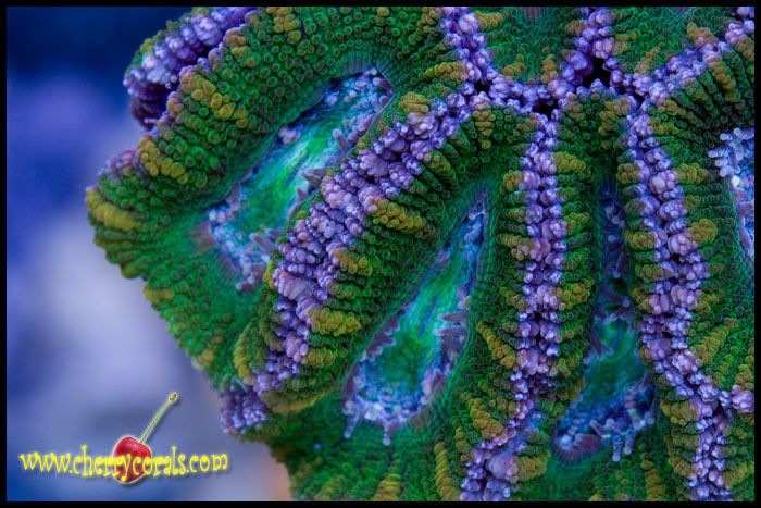 NewCoral_23copy.jpg