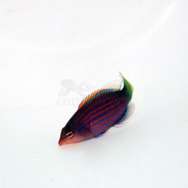 sixlinewrasse.jpg