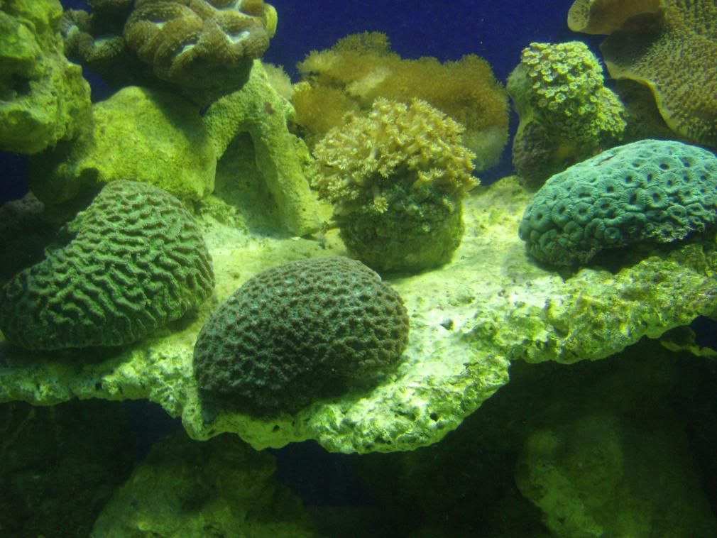 jayfish006.jpg